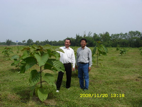 Tagoo Fast Growing Tree suitable for Agoforestry Managment System